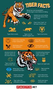 80 Surprising Tiger Facts That You Never Knew About