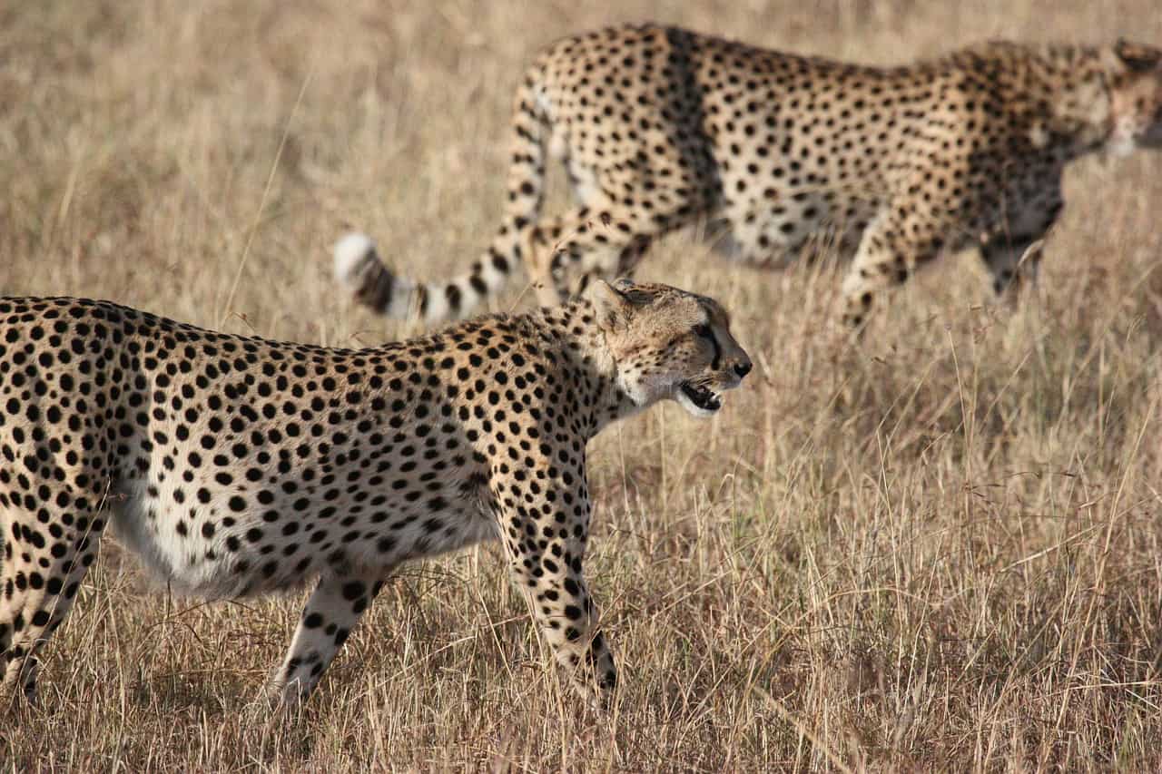 50 Interesting Cheetah Facts That You Never Spotted Before