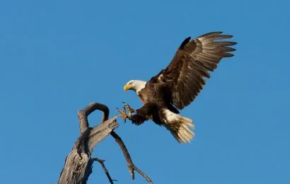 50 Majestic Bald Eagle Facts That Soar High In The Sky 