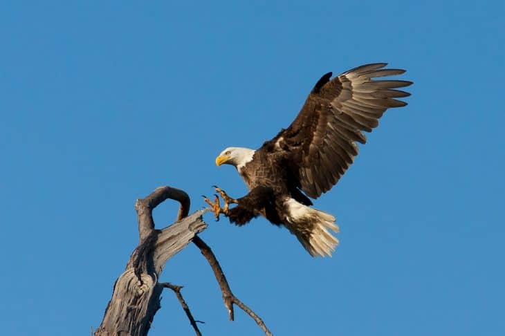 Nine bald eagle facts that may surprise you! - Eagle Wing Tours