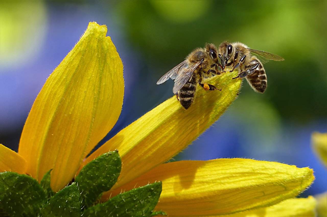Mind-Blowing Facts That You Should Know About Bees
