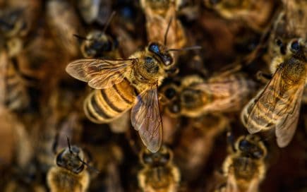 120 Surprising Bee Facts That You Never Knew About