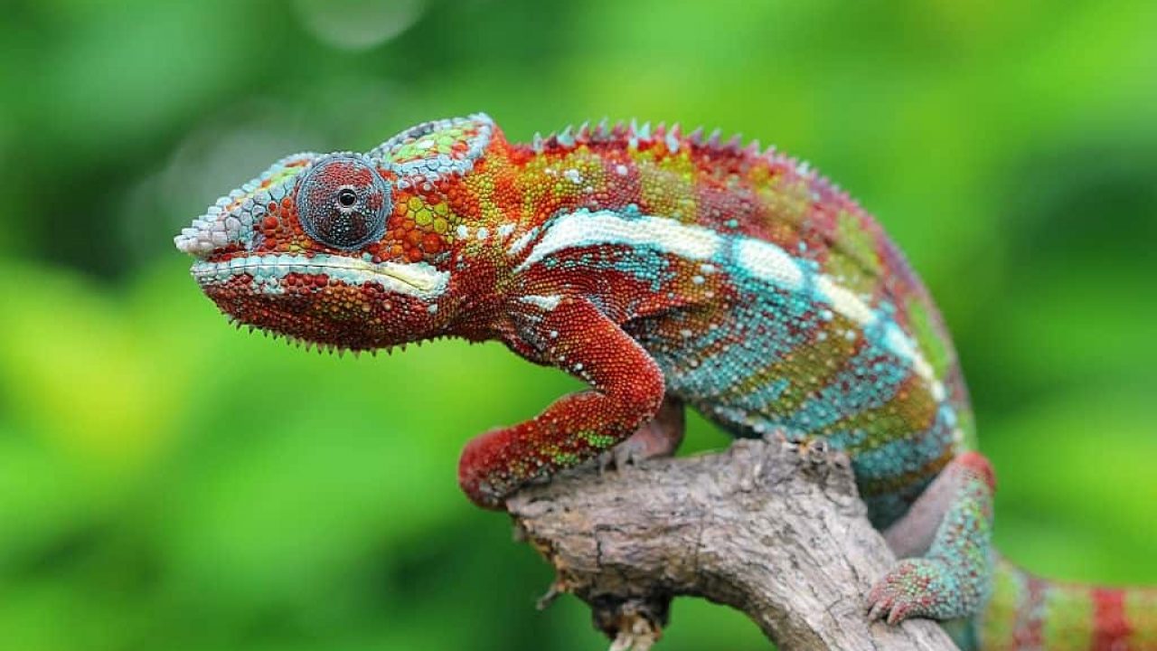 Featured image of post Good Pet Chameleon Names : Please spay and neuter your pets!