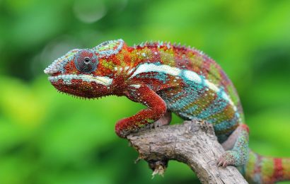 50 Colorful Chameleon Facts To Fascinate You 