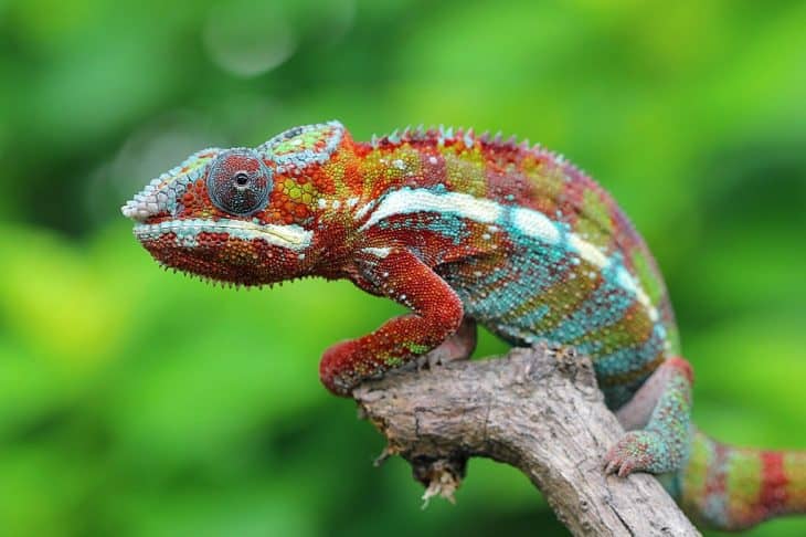 colorful chameleon lizard