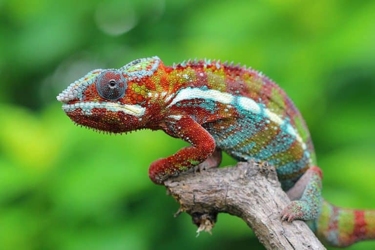 50 Colorful Chameleon Facts To Fascinate You - Facts.net