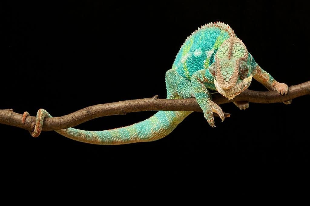 Veiled chameleon, facts and photos