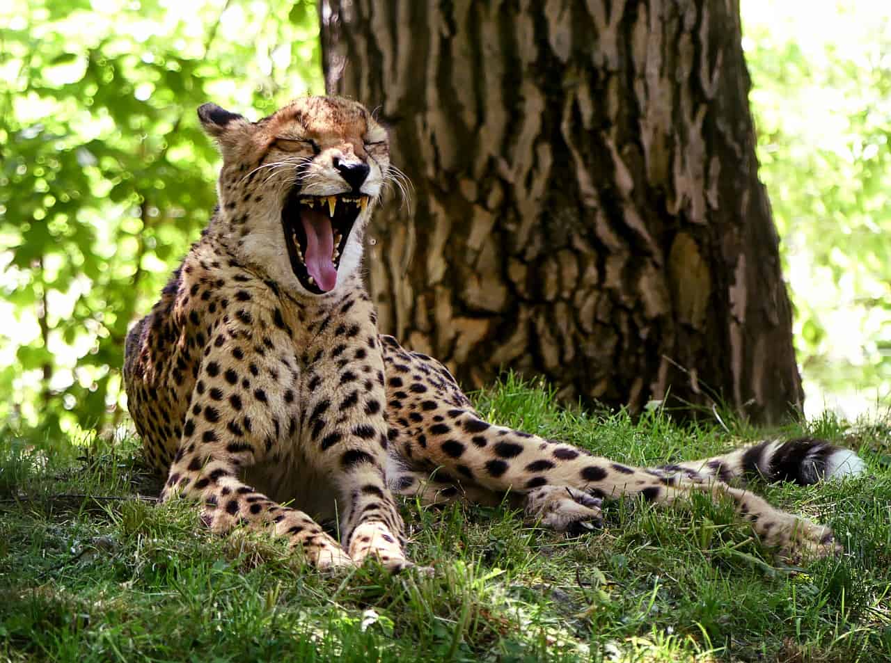 50 Interesting Cheetah Facts That You Never Spotted Before