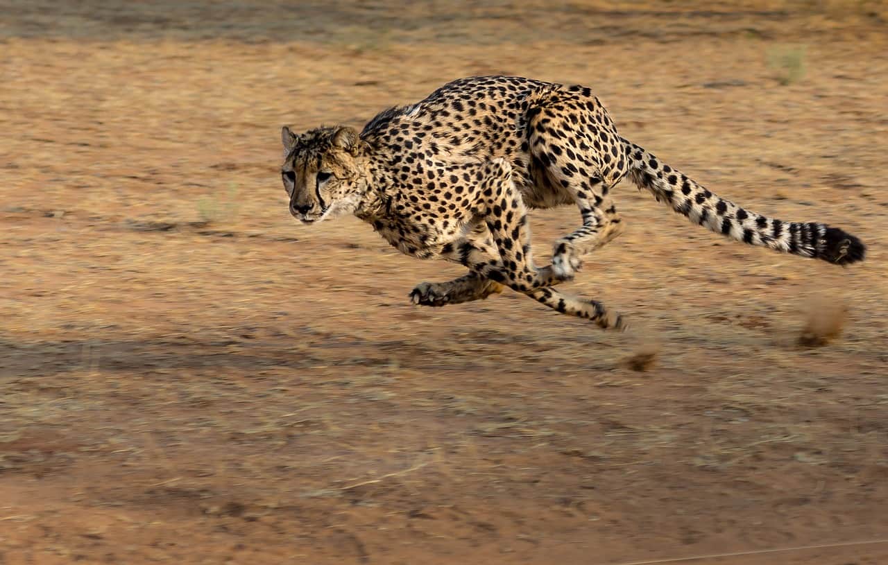 cheetah facts, running