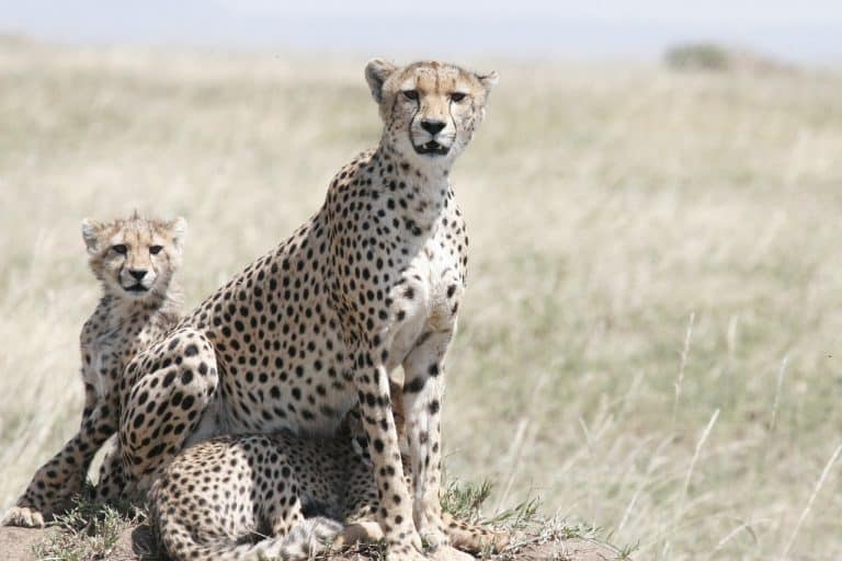 50 Interesting Cheetah Facts That You Never Spotted Before