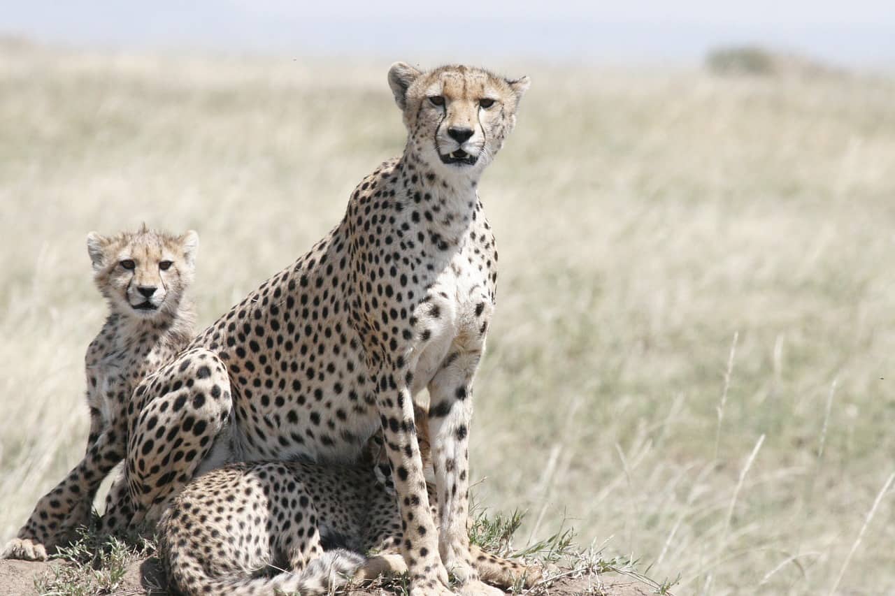 cheetah facts, cheetah, cub