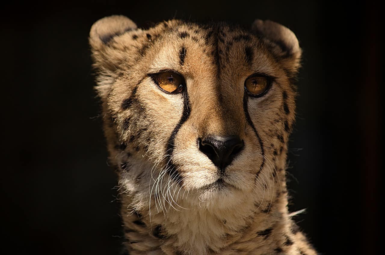 50 Interesting Cheetah Facts That You Never Spotted Before
