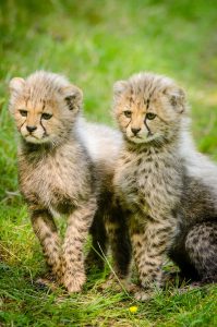 50 Interesting Cheetah Facts That You Never Spotted Before