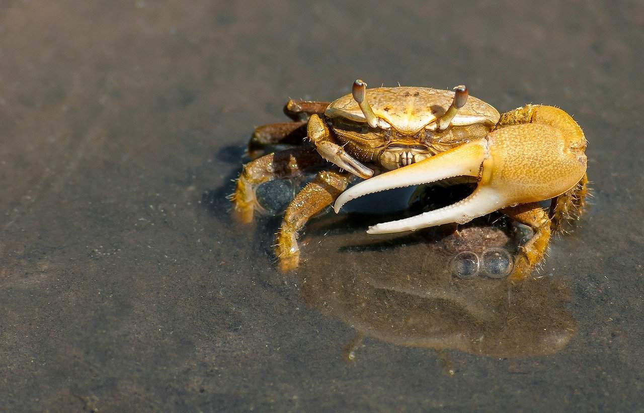 crab