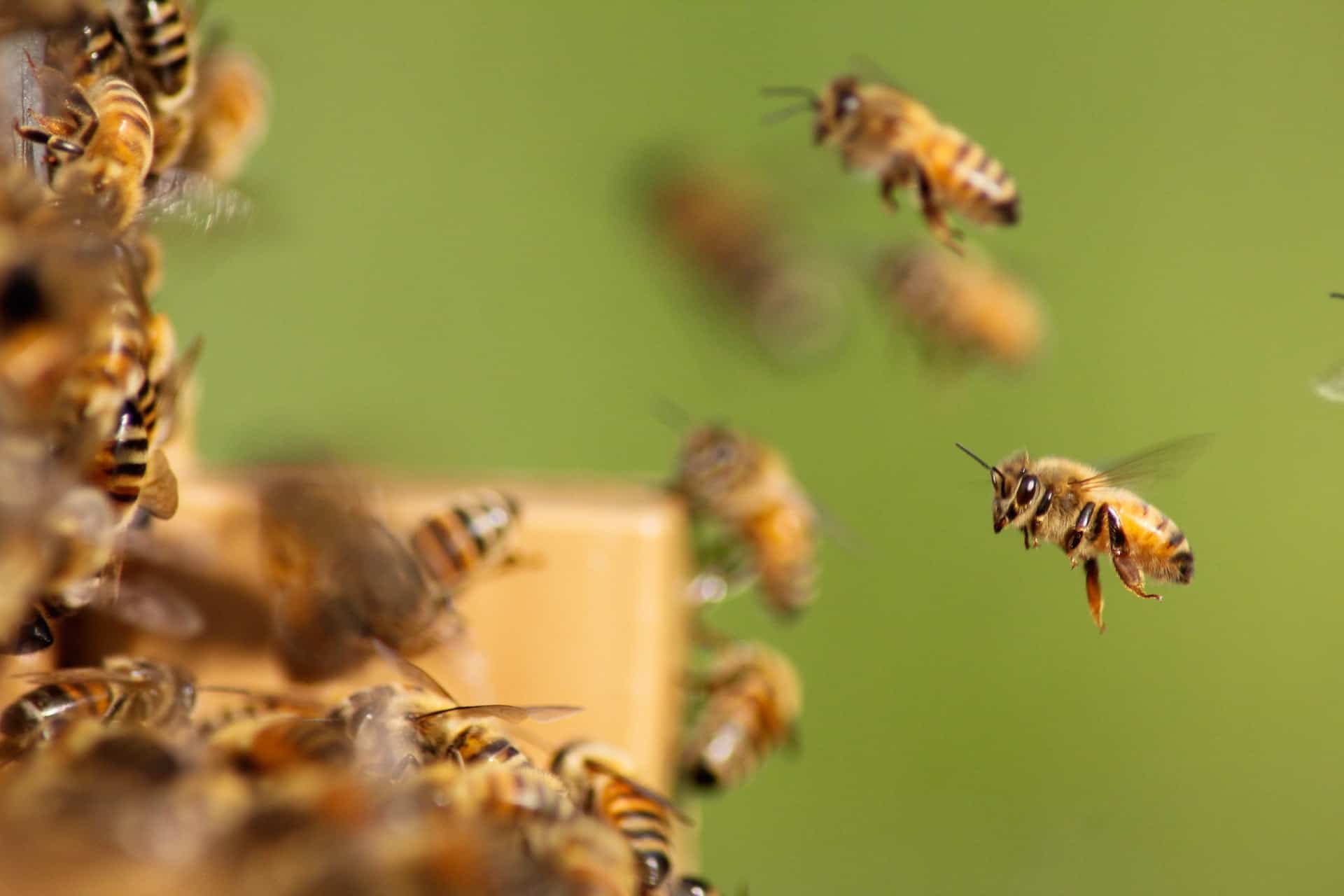 120 Surprising Bee Facts That You Never Knew About