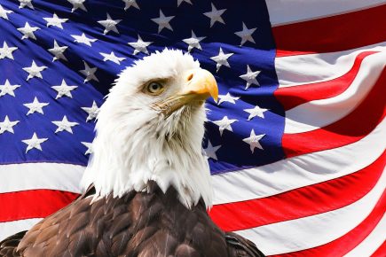 50 Majestic Bald Eagle Facts That Soar High In The Sky - Facts.net