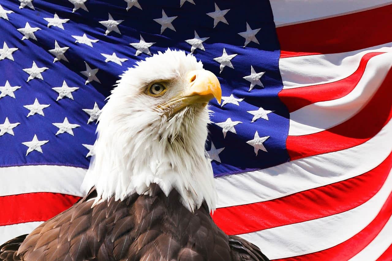 50 Majestic Bald Eagle Facts That Soar High In The Sky 