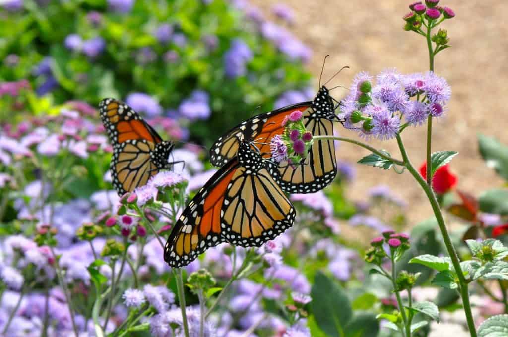 50 Magnificent Monarch Butterfly Facts You Can't Miss