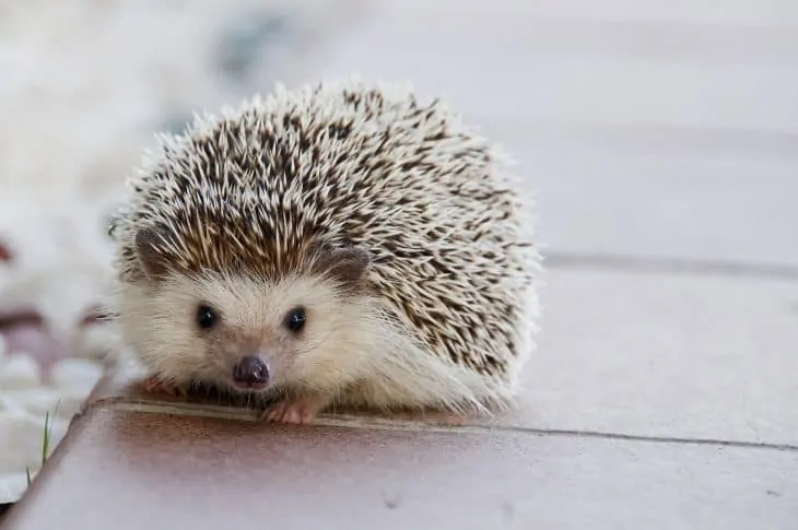 A mysterious ball of white fluff identified as a rare albino porcupine