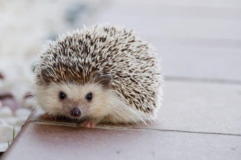HEDGEHOG ANIMAL FACTS intelligence overview