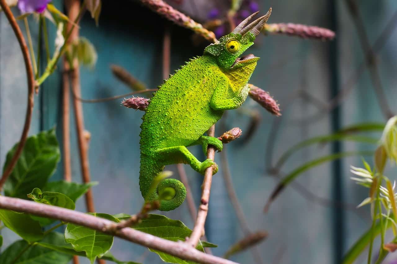 Colorful Cuties - 7 Amazing Baby Chameleon Facts, Pictures & FAQs - Animal  Corner