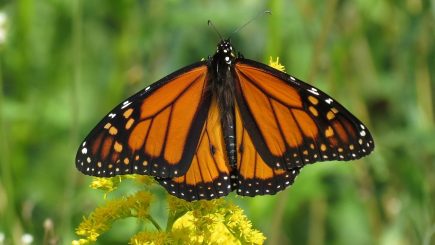 50 Magnificent Monarch Butterfly Facts You Can't Miss - Facts.net