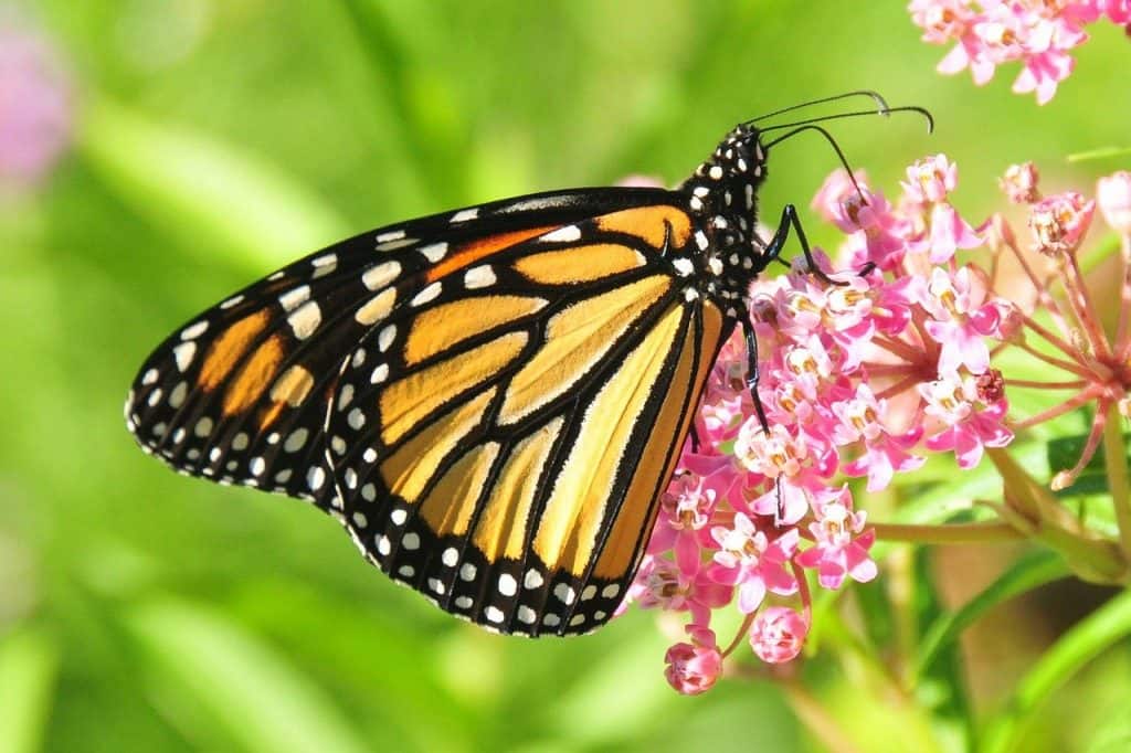 50 Magnificent Monarch Butterfly Facts You Can't Miss | Facts.net