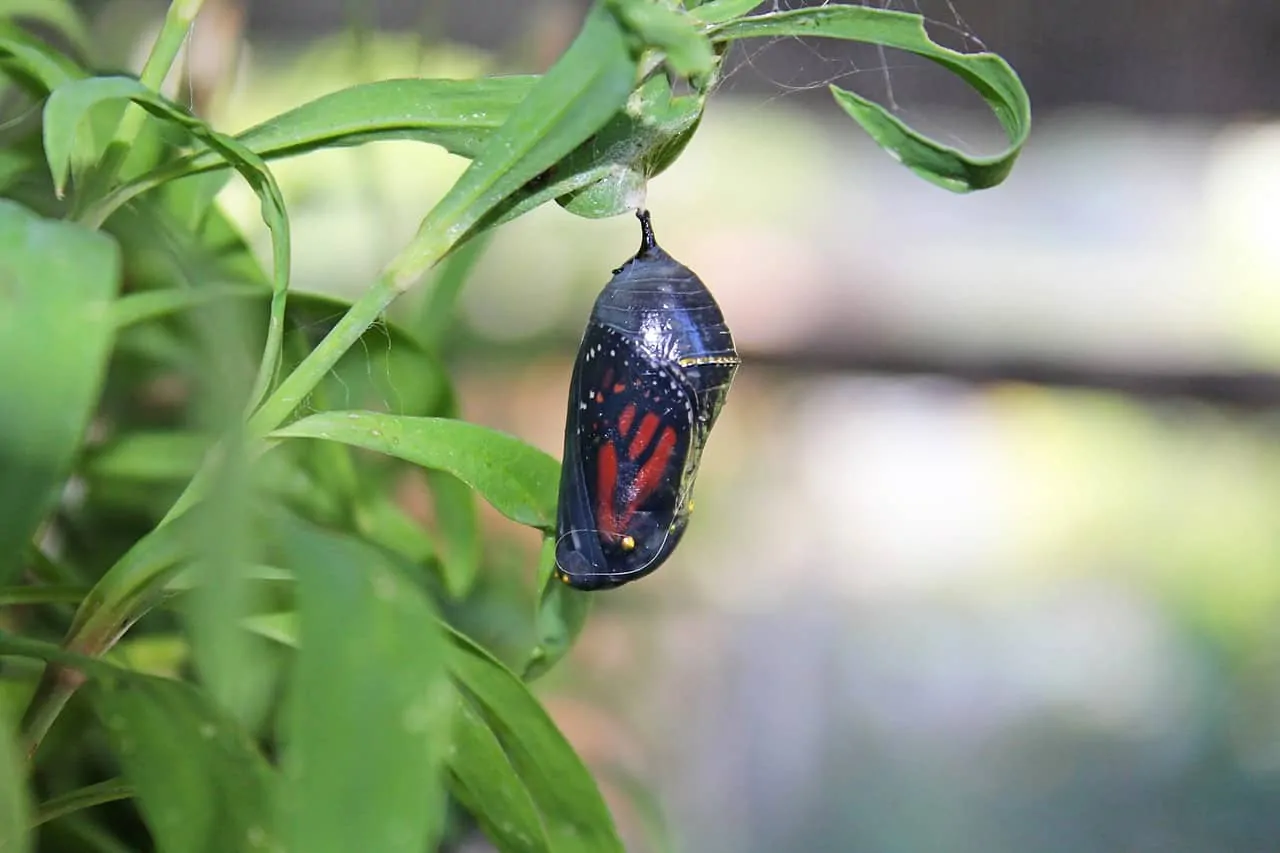 Monarch Butterfly – Curious Critters