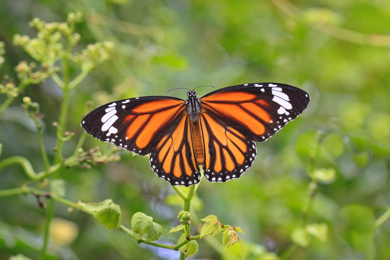 50 Magnificent Monarch Butterfly Facts You Can t Miss Facts