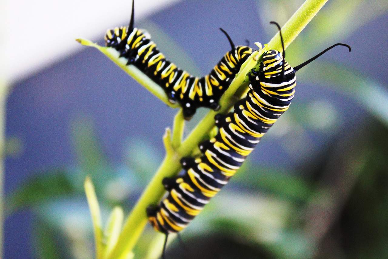 50 Magnificent Monarch Butterfly Facts You Can't Miss - Facts.net