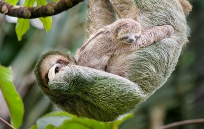 50 Sloth Facts To Prove That Theyre More Than Just Slow 