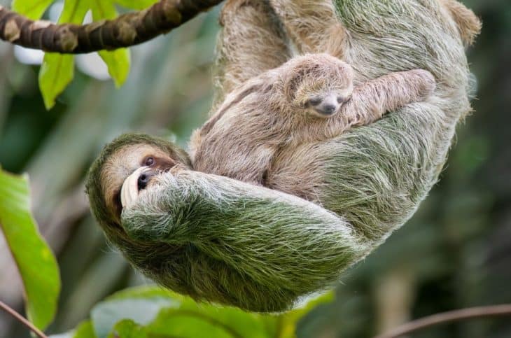 mother sloth and baby sloth, sloth facts