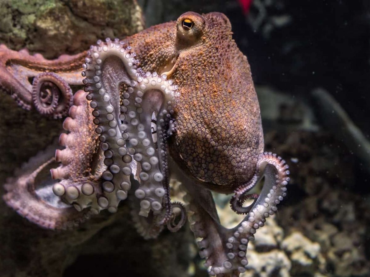 octopus facts