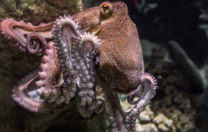 50 Surprising Octopus Facts You Probably Never Knew 