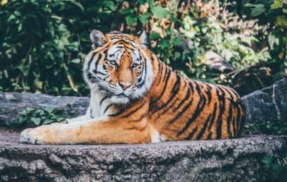 Bengal Tiger - Facts and Beyond