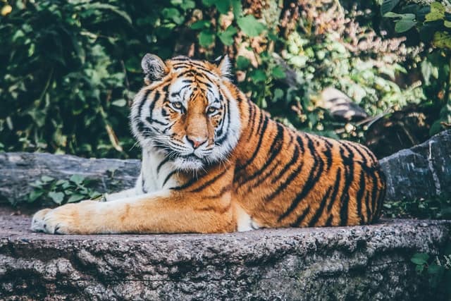 80 Surprising Tiger Facts That You Never Knew About