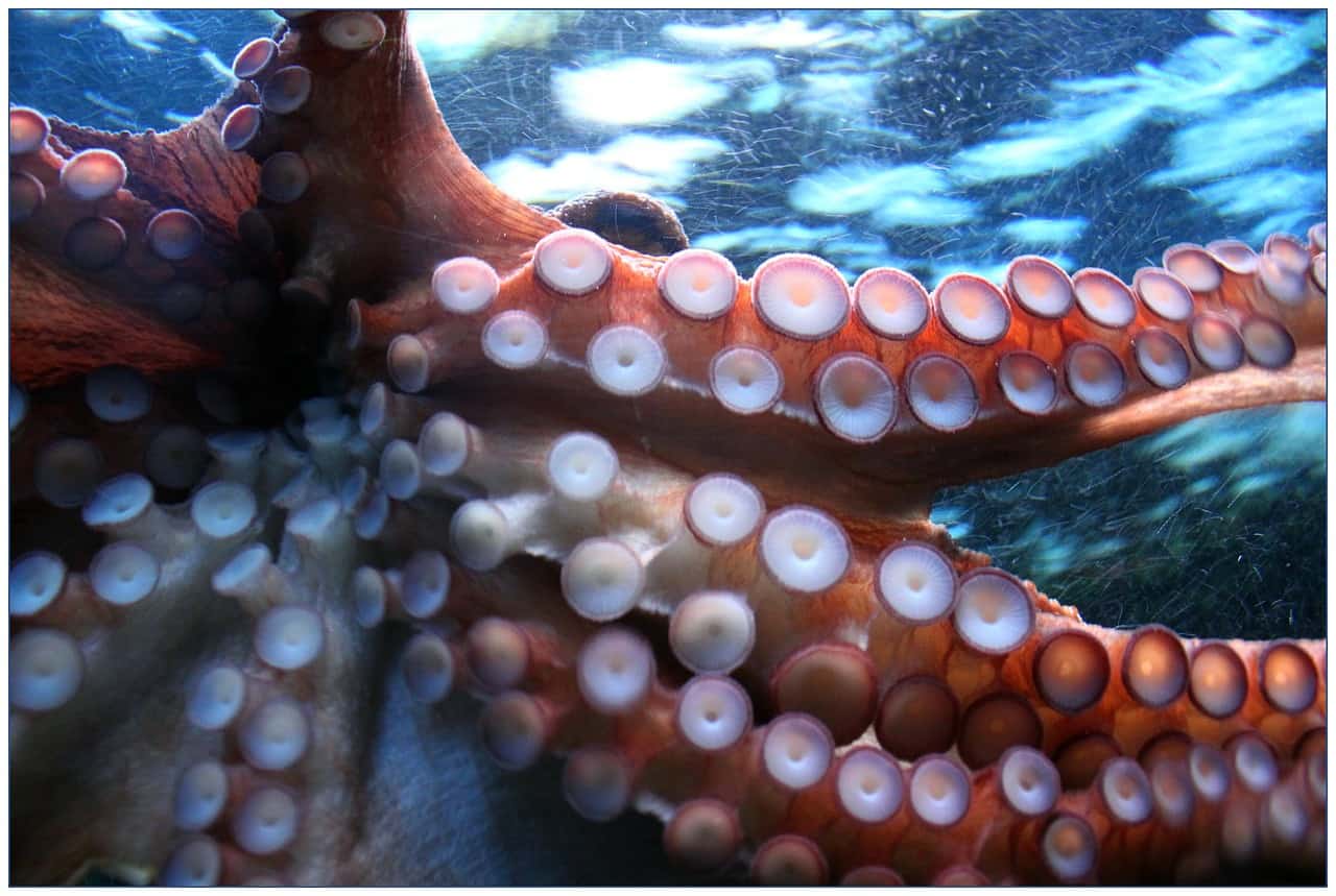 50 Surprising Octopus Facts You Probably Never Knew | Facts.net