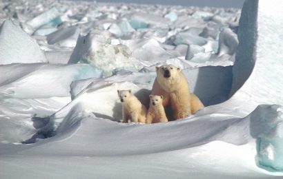 50 Adorable Polar Bear Facts That You Never Expected