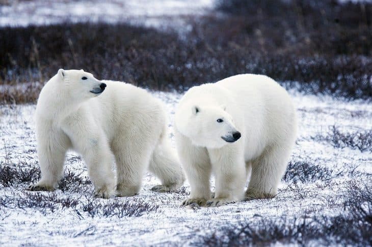 50 Adorable Polar Bear Facts That You Never Expected