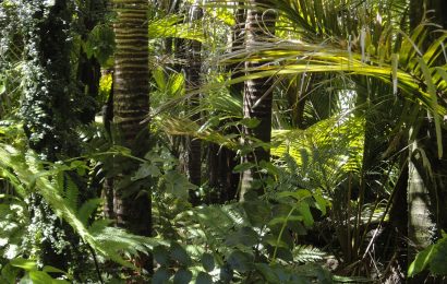 50 Important Rainforest Facts You Should Know About Today