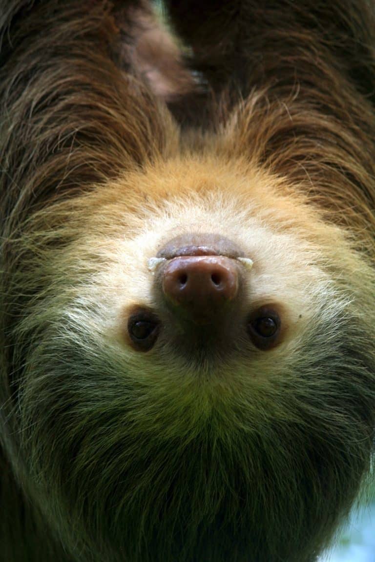 50 Sloth Facts To Prove That They're More Than Just Slow - Facts.net