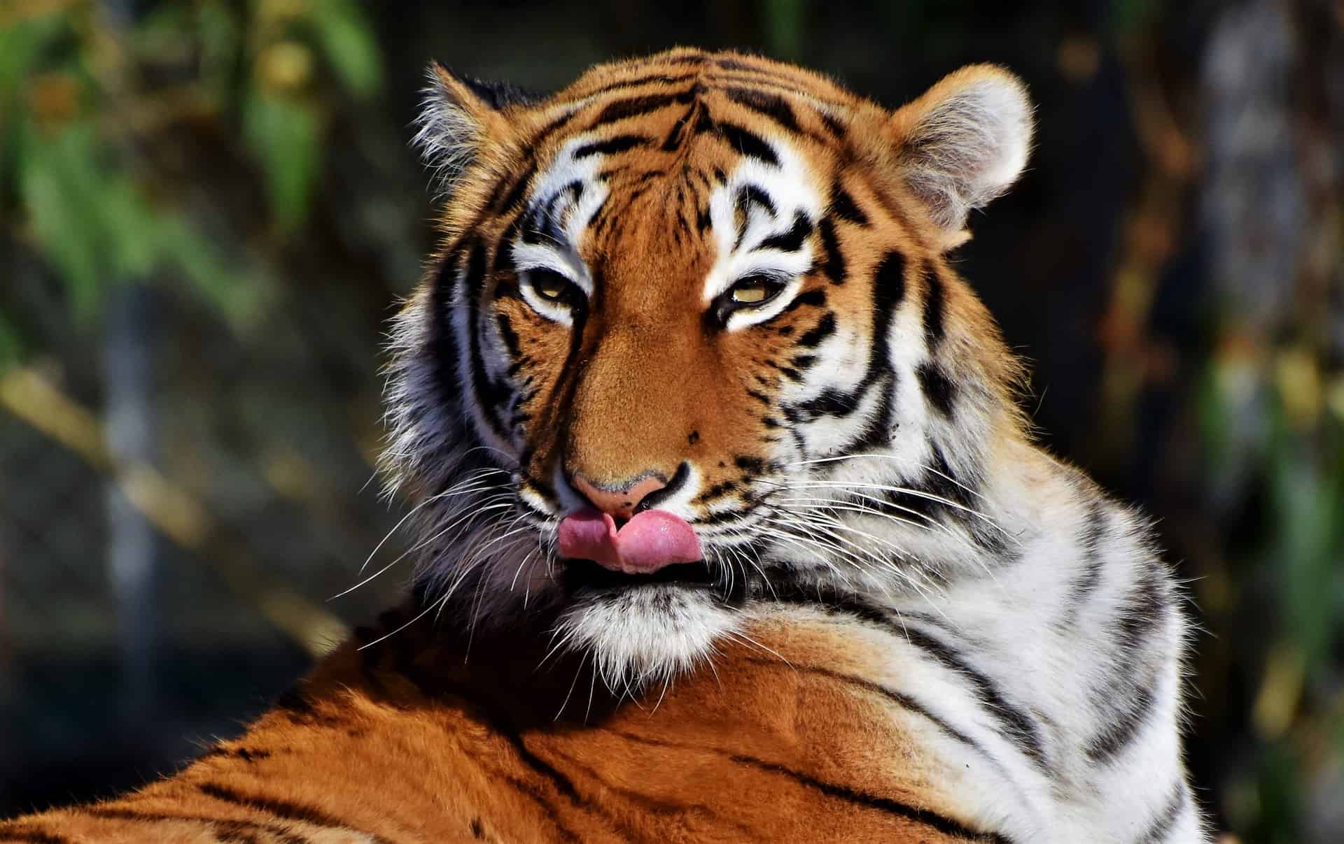 80 Surprising Tiger Facts That You Never Knew About