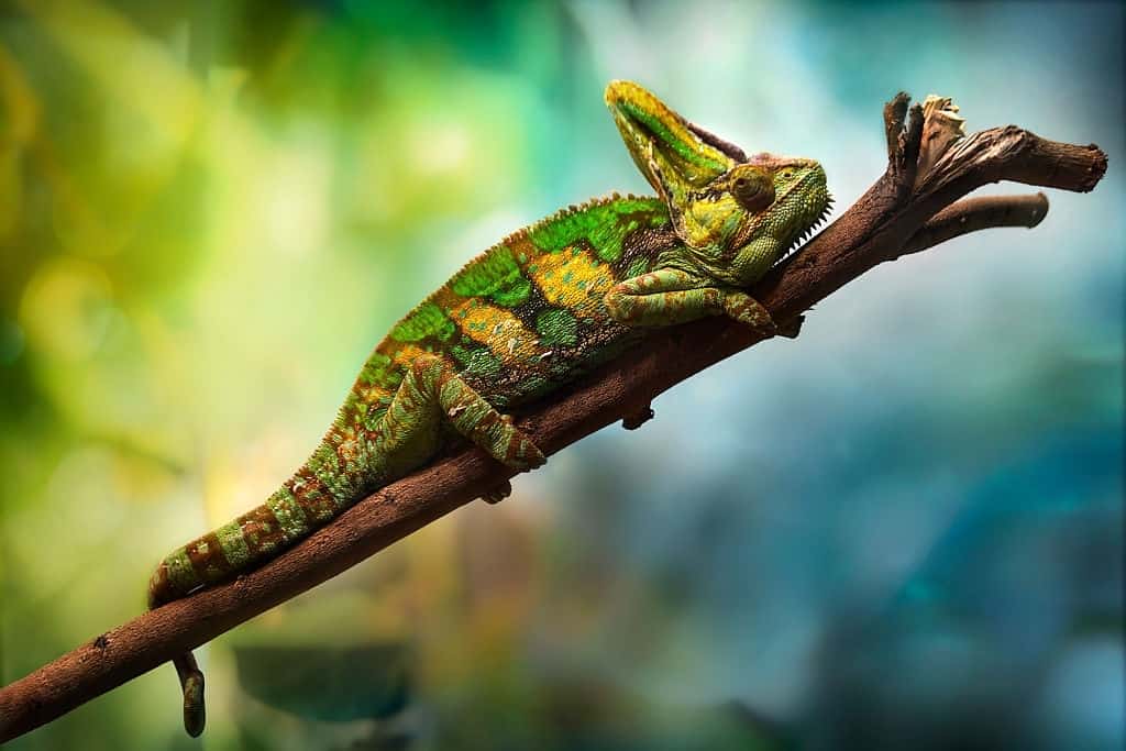 50 Colorful Chameleon Facts To Fascinate You | Facts.net