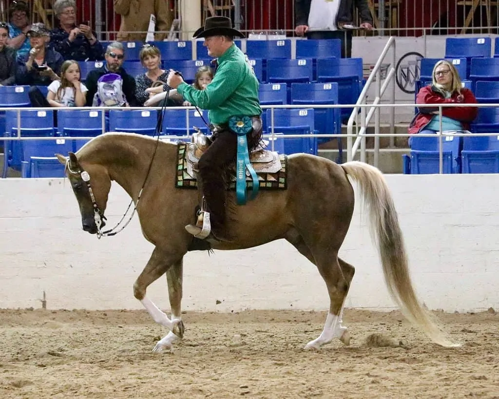 chocolate palomino arabian