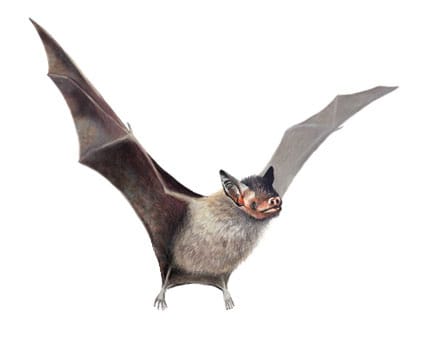 Bumblebee Bat is the World's Smallest Mammal — Dan's Pet Care