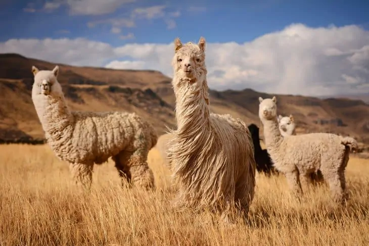 3 llamas in peru, llama facts