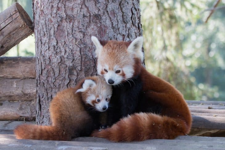 50 Adorable Facts About The Red Pandas You Have To Know - Facts.net