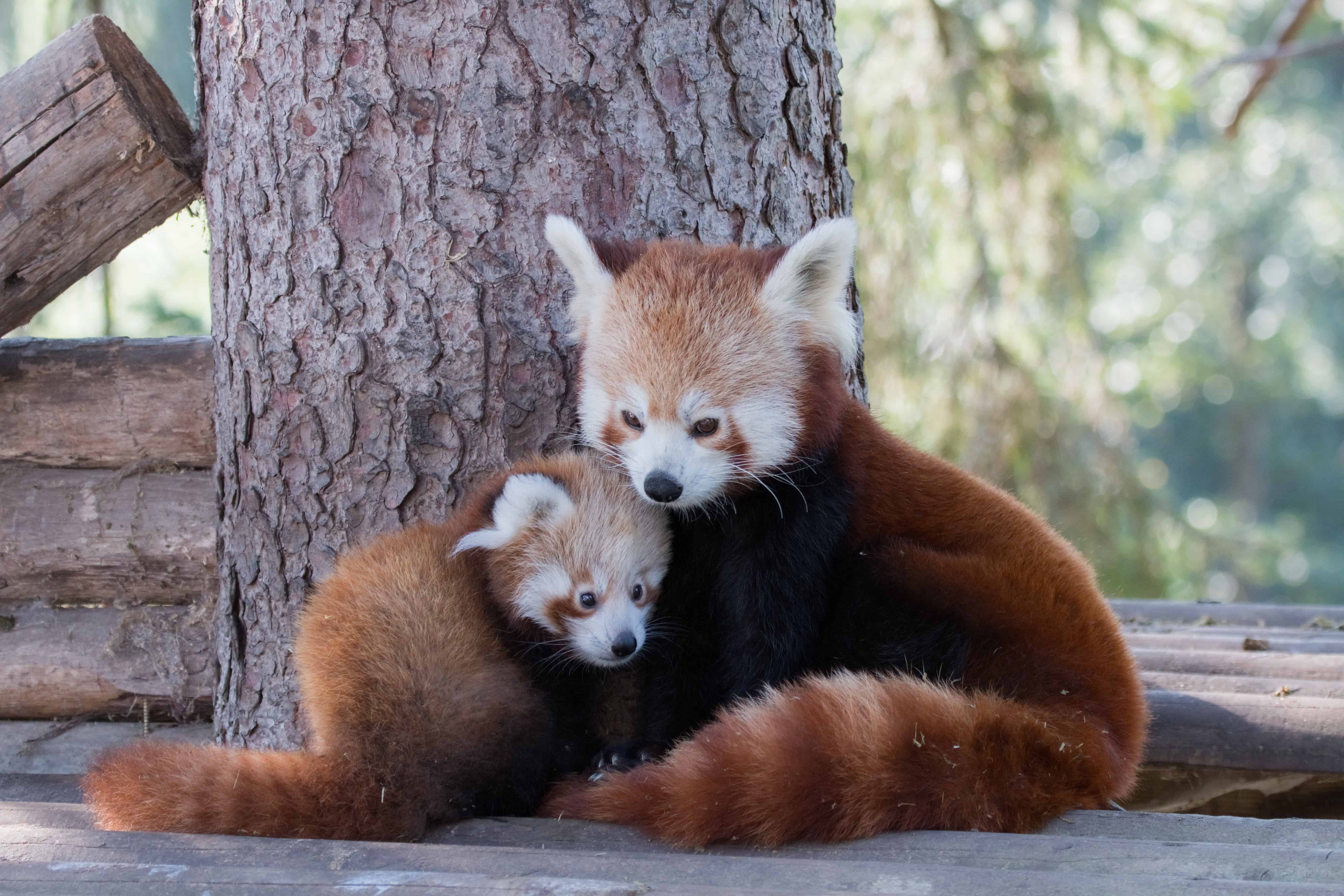 red panda cubs with mom