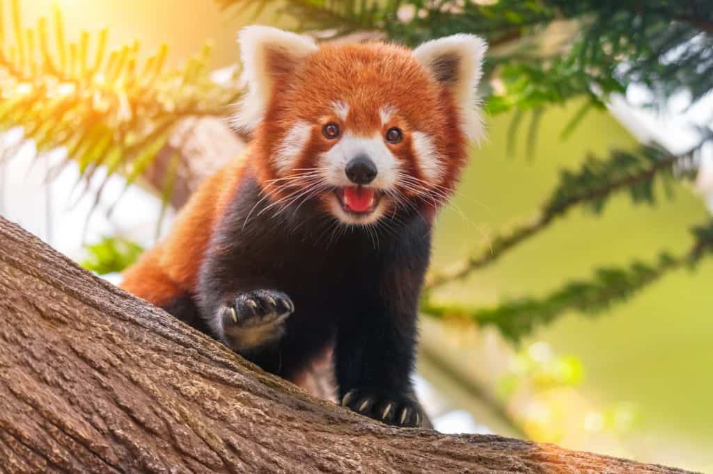 Fun Facts About Red Pandas Ks2