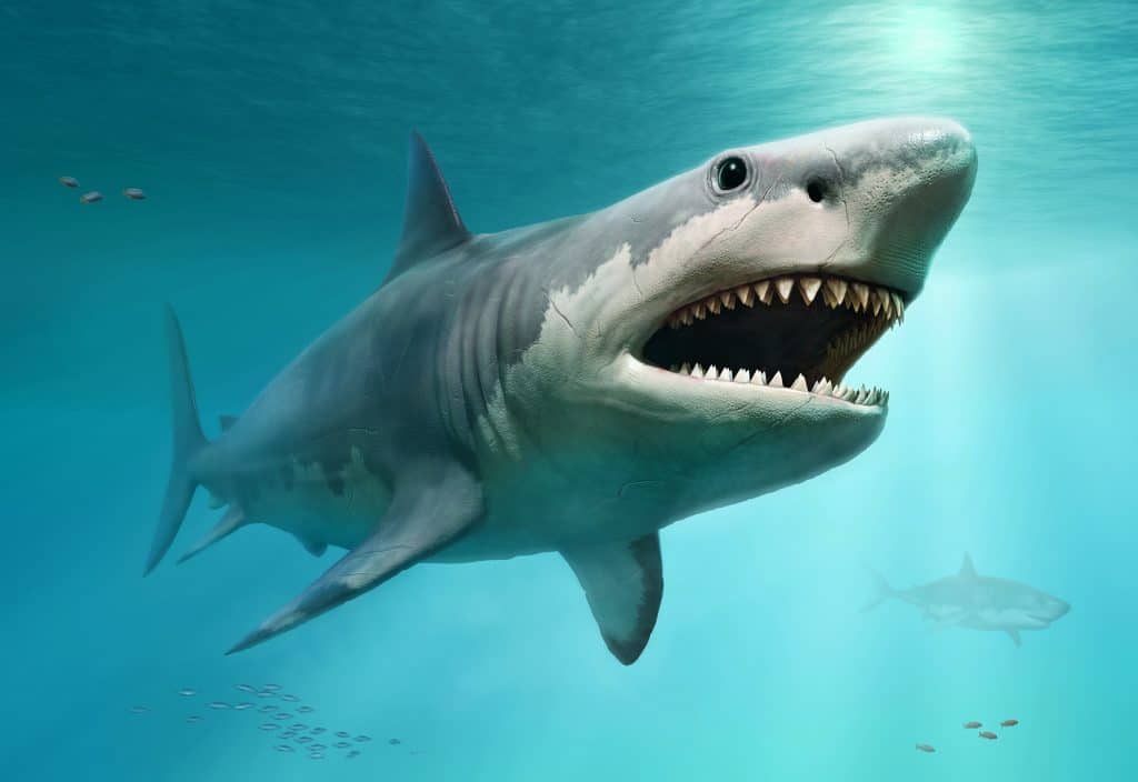 60 Massive Megalodon Facts About the Biggest Shark Ever | Facts.net